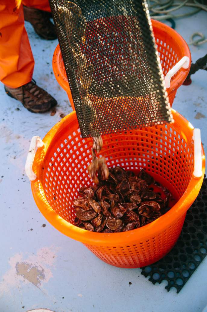 Oysters being transferred out of black mesh shellfish bag to an round orange shellfish basket
